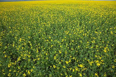 《符文工房：龙之天地》角色介绍影片：搭档“摩可绒”