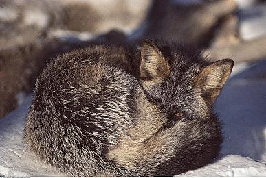 传闻：《合金装备3》重制 《恶魔城》重启作开发中